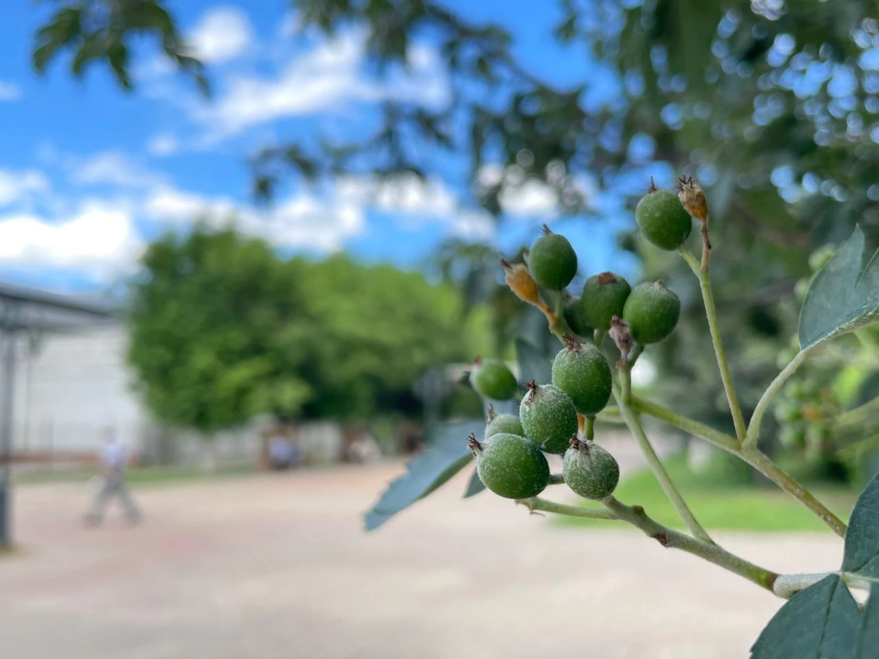 40-градусная жара ожидается на западе Казахстана 20 июля